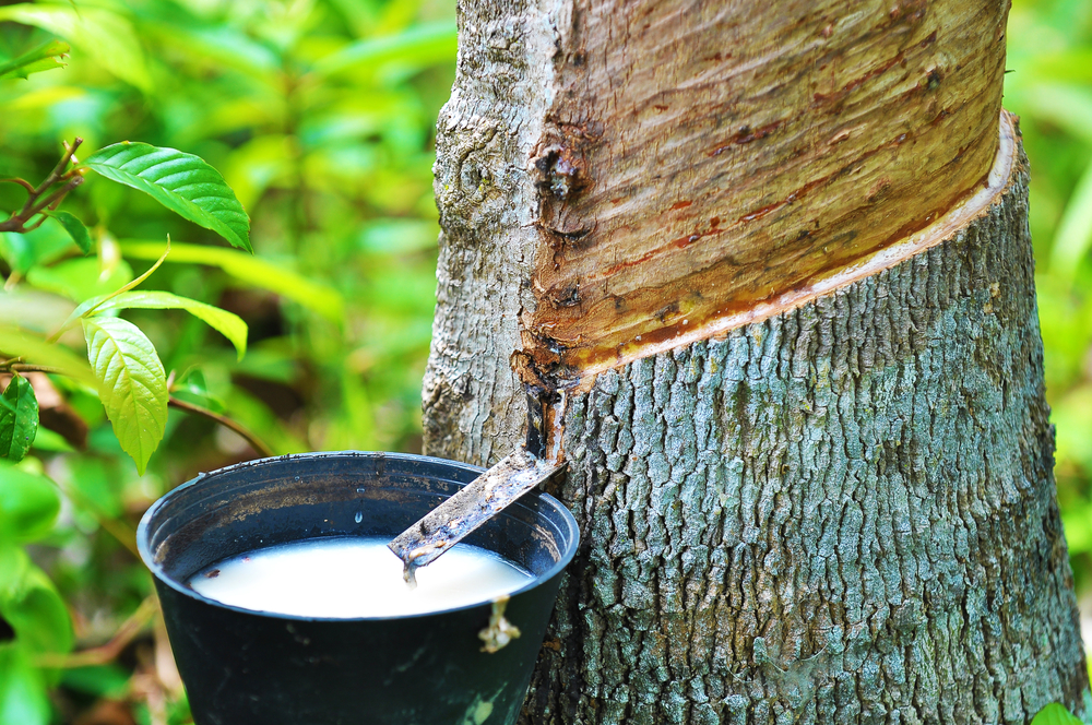 rubber latex of rubber tree rubber latex of rubber tree